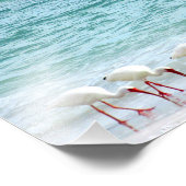 Impression Photo Les oiseaux de rivage blancs Ibis marchent sur la  (Coin)