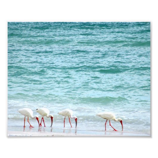 Impression Photo Les oiseaux de rivage blancs Ibis marchent sur la  (Devant)