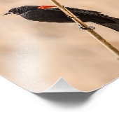 Impression Photo Les oiseaux noirs ailes rouges dans la photographi (Coin)