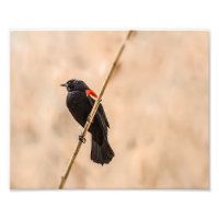 Les oiseaux noirs ailes rouges dans la photographi