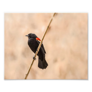 Impression Photo Les oiseaux noirs ailes rouges dans la photographi