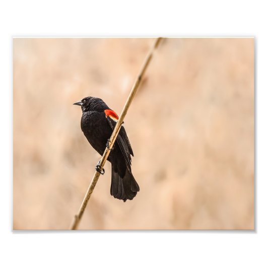 Impression Photo Les oiseaux noirs ailes rouges dans la photographi (Devant)