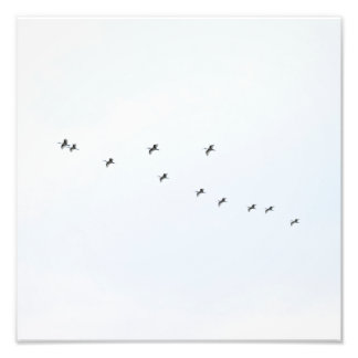 Impression Photo Les oiseaux volent sur le ciel