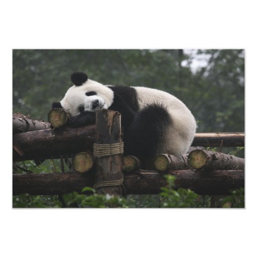Impression Photo Les pandas géants à la Protection des pandas géant (Devant)
