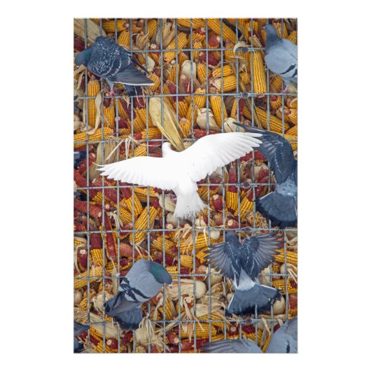 Impression Photo Les pigeons attrapent le maïs (Devant)