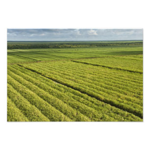 Impression Photo Les plantations de canne à sucre, Guyana