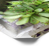 Impression Photo Les Poules Et Les Poulets Succulent Dans Une Natur (Coin)