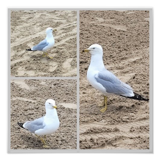 Impression Photo Les Saguls Sur La Plage (Devant)