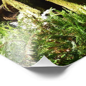 Impression Photo Les séquoias et les fougères du parc national Redw (Coin)