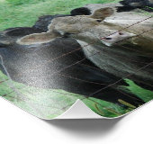 Impression Photo Les Steers (Coin)