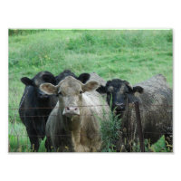 Les Steers