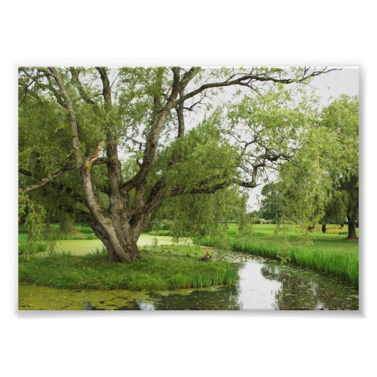 Impression Photo Les verts de grand pré (Devant)