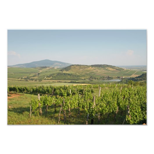 Impression Photo Les vignobles de Tokaj, Hongrie (Devant)