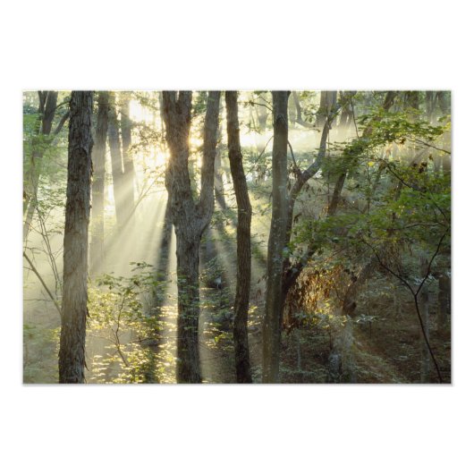 Impression Photo Lever de soleil à travers la forêt de chênes et de (Devant)