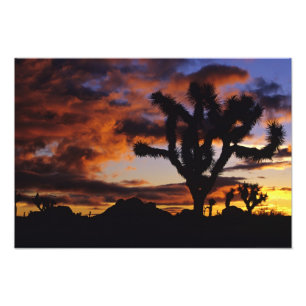 Impression Photo Lever de soleil spectaculaire à Joshua Tree Nation