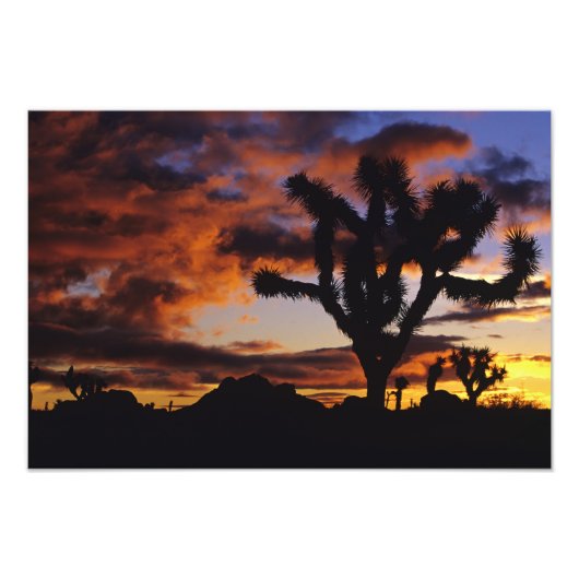 Impression Photo Lever du soleil spectaculaire à Joshua Tree Nation (Devant)