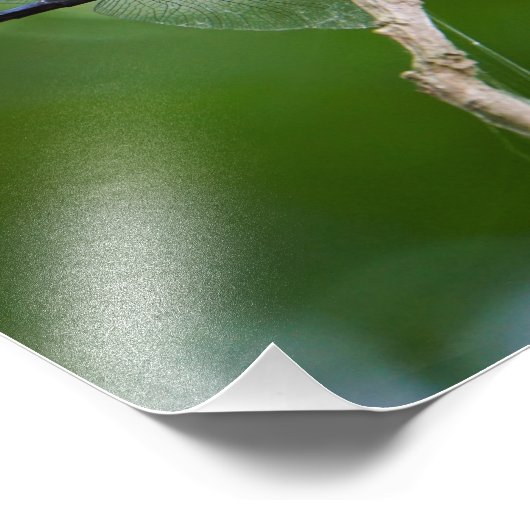 Impression Photo libellule (Coin)