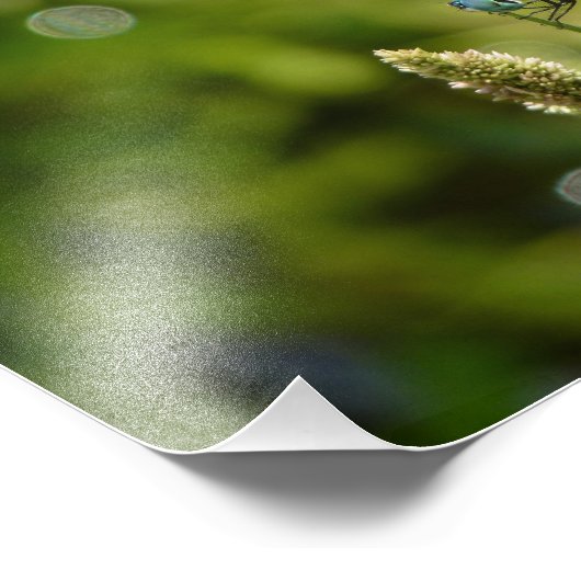 Impression Photo libellule bleu (Coin)