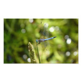 Impression Photo libellule bleu (Devant)