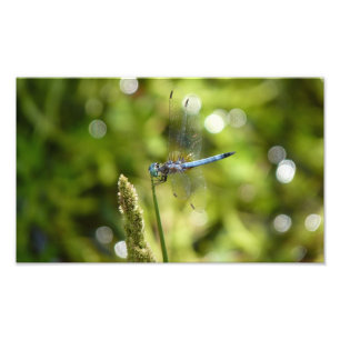 Impression Photo libellule bleue de dasher
