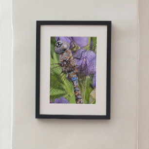 Impression Photo Libellule Darner aux Yeux Bleus sur Fleur