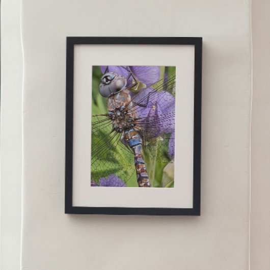 Impression Photo Libellule Darner aux Yeux Bleus sur Fleur