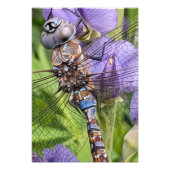 Impression Photo Libellule Darner aux Yeux Bleus sur Fleur (Devant)