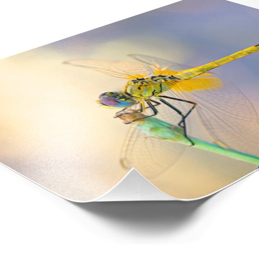 Impression Photo libellule de plusieurs couleurs (Coin)