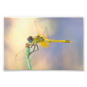 Impression Photo libellule de plusieurs couleurs (Devant)