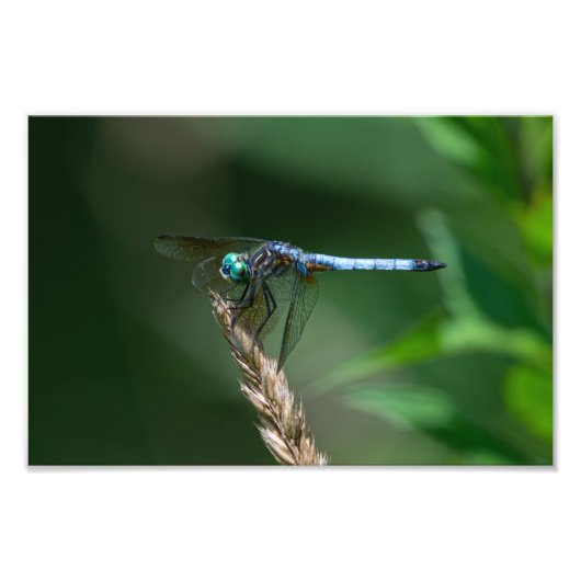 Impression Photo Libellule Pachydiplax (Devant)
