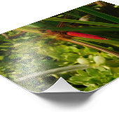 Impression Photo Libellule rouge (Coin)