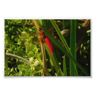 Impression Photo Libellule rouge