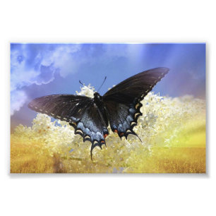 Impression Photo Liberté des papillons