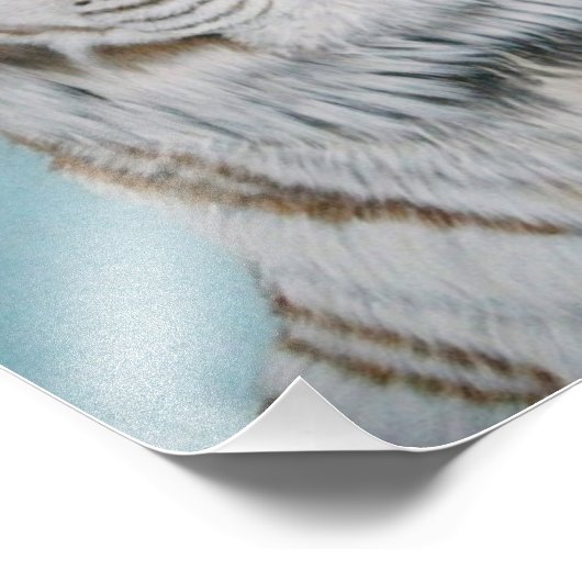 Impression Photo Liger (Coin)