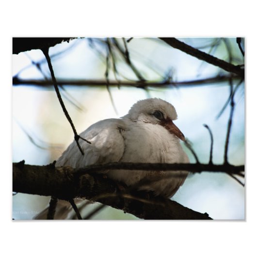 Impression Photo Ligne principale (Devant)