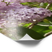 Impression Photo Lilac Bush Belles fleurs de printemps violettes (Coin)