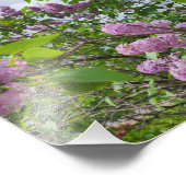 Impression Photo Lilacs en fleur (Coin)