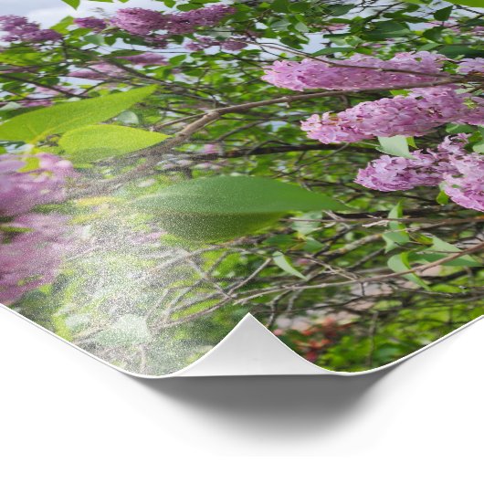 Impression Photo Lilacs en fleur (Coin)