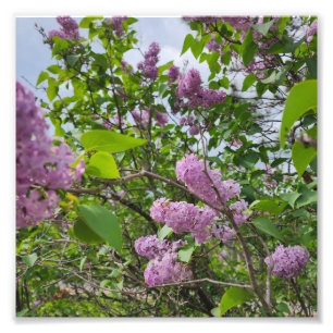 Impression Photo Lilacs en fleur