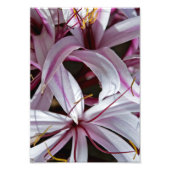 Impression Photo Lilies (Devant)