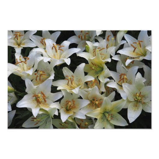 Impression Photo Lilies blanches 19"x13" (Devant)