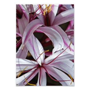 Impression Photo Liliums