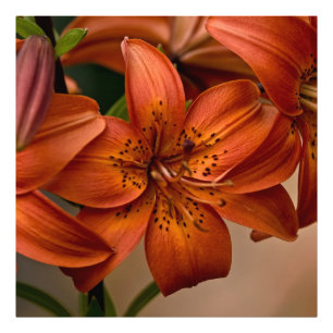 Impression Photo Lily d'Asie