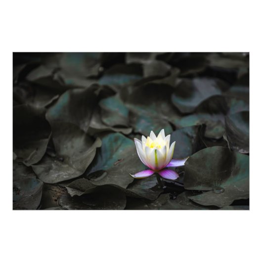 Impression Photo Lily Pads (Devant)