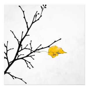 Impression Photo Lime Tree Leaf