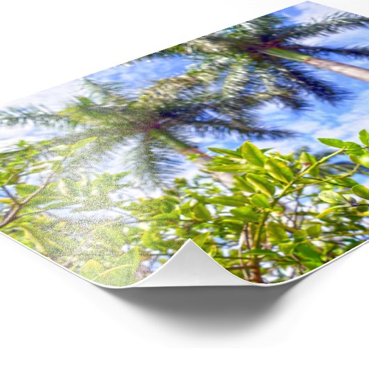 Impression Photo Limequats en Floride (Coin)