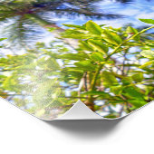 Impression Photo Limequats en Floride (Coin)