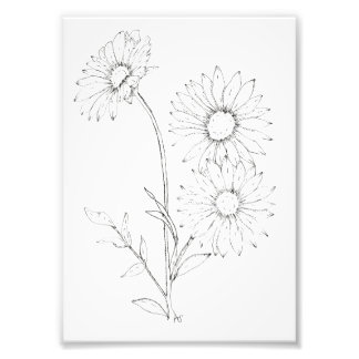 Impression Photo Lines & Petals