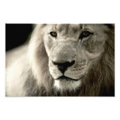 Impression Photo lion (Devant)
