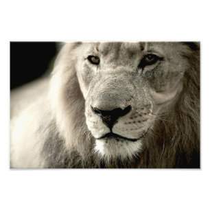 Impression Photo lion
